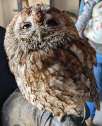 holding a tawny owl
