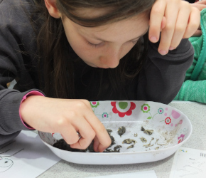 Owl Pellet Dissection (Cambridge Science Centre)