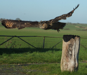 Raptor Foundation Trip