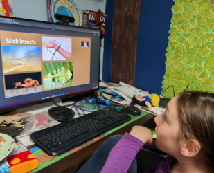 Wizard Taxonomy: Insects, spiders, crabs, lobsters, etc