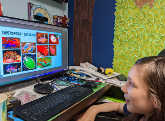 Wizard Taxonomy: Phylum Mollusca and more