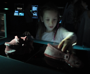 In the Dark Gallery at the Natural History Museum in London