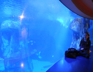 London Aquarium Again