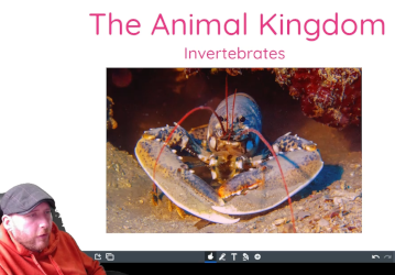 Animal Kingdom: Invertebrates