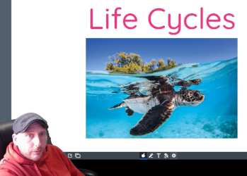 Life Cycles