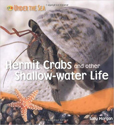 Hermit Crabs and Shallow Water Life