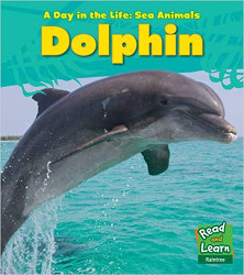 Dolphin (Day in the Life)