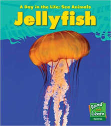 Jellyfish (Day in the Life)