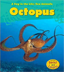 Octopus (Day in the Life)