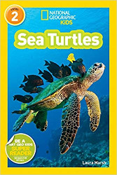 Sea Turtles: National Geographic