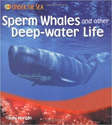 Sperm Whales and Deep Water Life