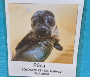 adopted seal