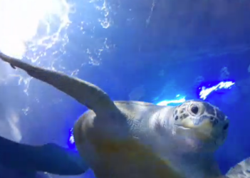 National Marine Aquarium Online