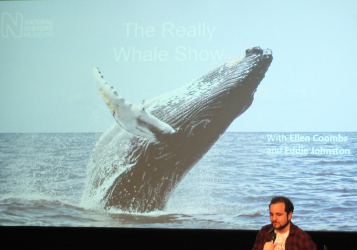 Whale talk at the Natural History Museum